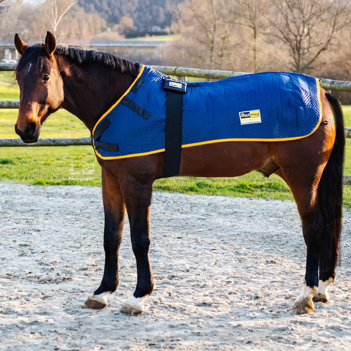 Pferd auf dem Paddock mit einer equimag expert Magnetfeldecke