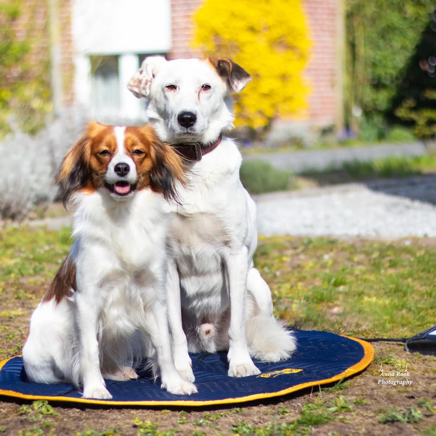 equimag expert Pet-Set - pulsierendes Magnetfeld für Hunde und andere Haustiere