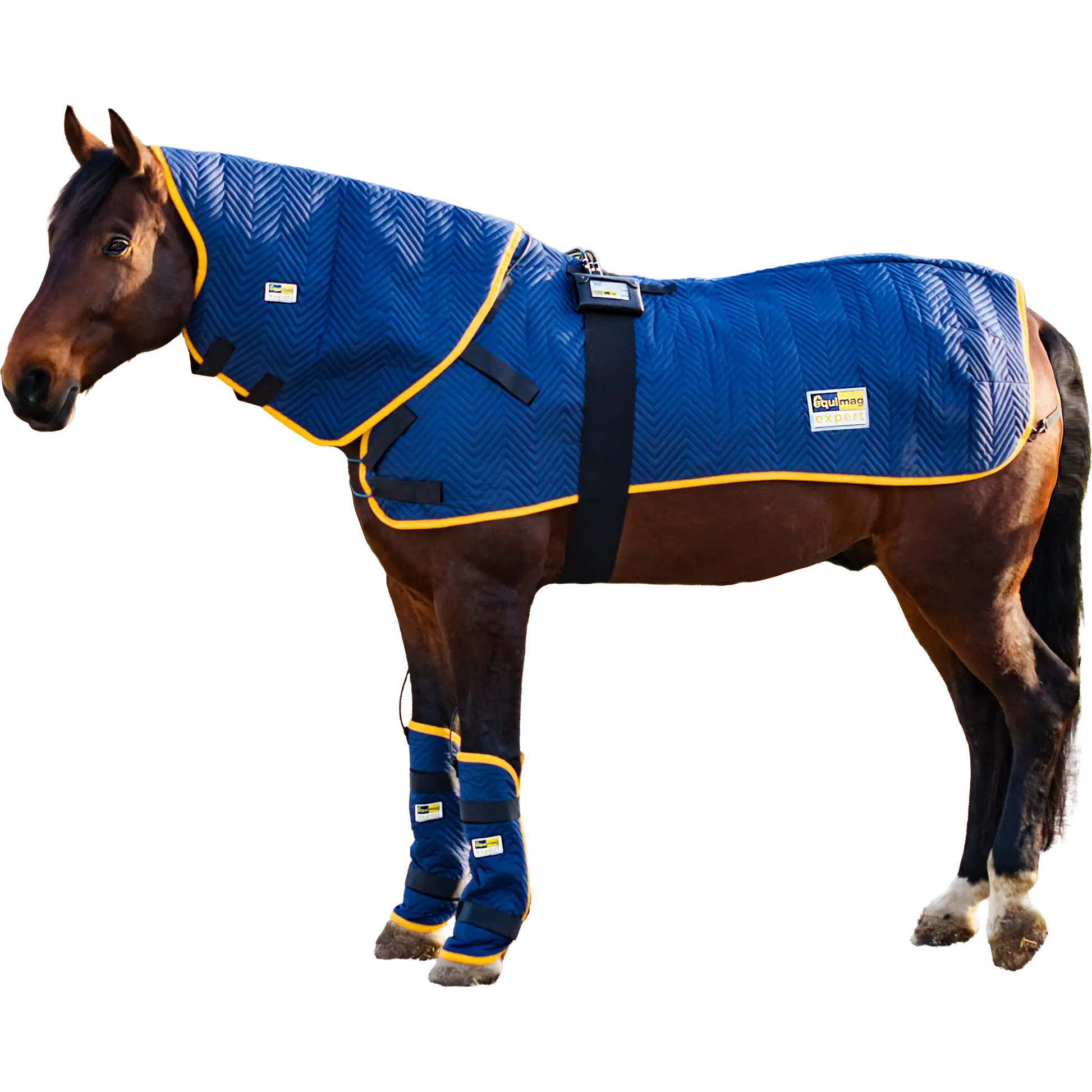 Pferd, freigestellt mit der Ausrüstung equimag expert in der Profi-Ausstattung