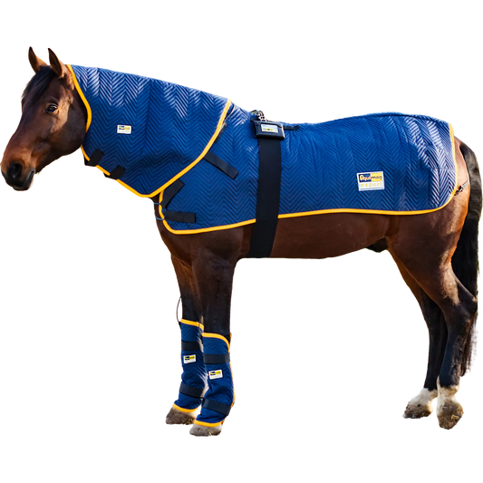 Pferd, freigestellt mit der Ausrüstung equimag expert in der Profi-Ausstattung