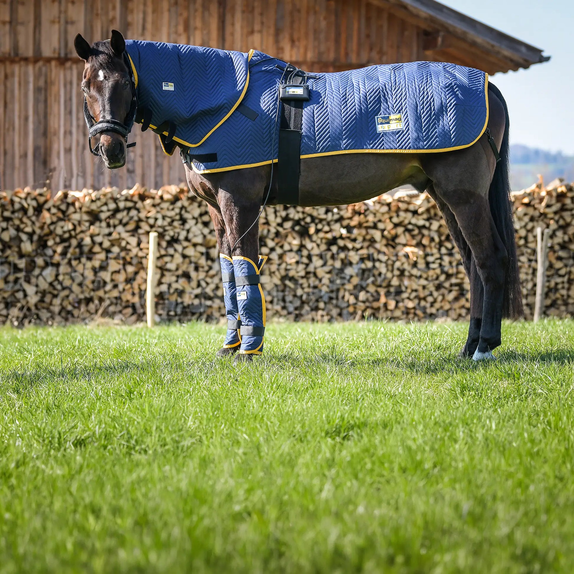 Die equimag expert Profi-Ausstattung mit Magnetfelddecke, Halsteil und zwei Gamaschen auf einem Hengst, der im Freien steht.